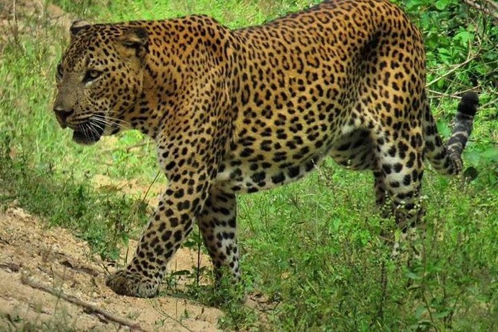 yala national park 